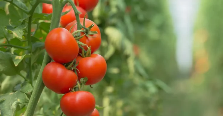 Aprenda como plantar tomate facilmente em vasos ou jardins. Dicas práticas, variedades ideais e segredos para uma colheita abundante!