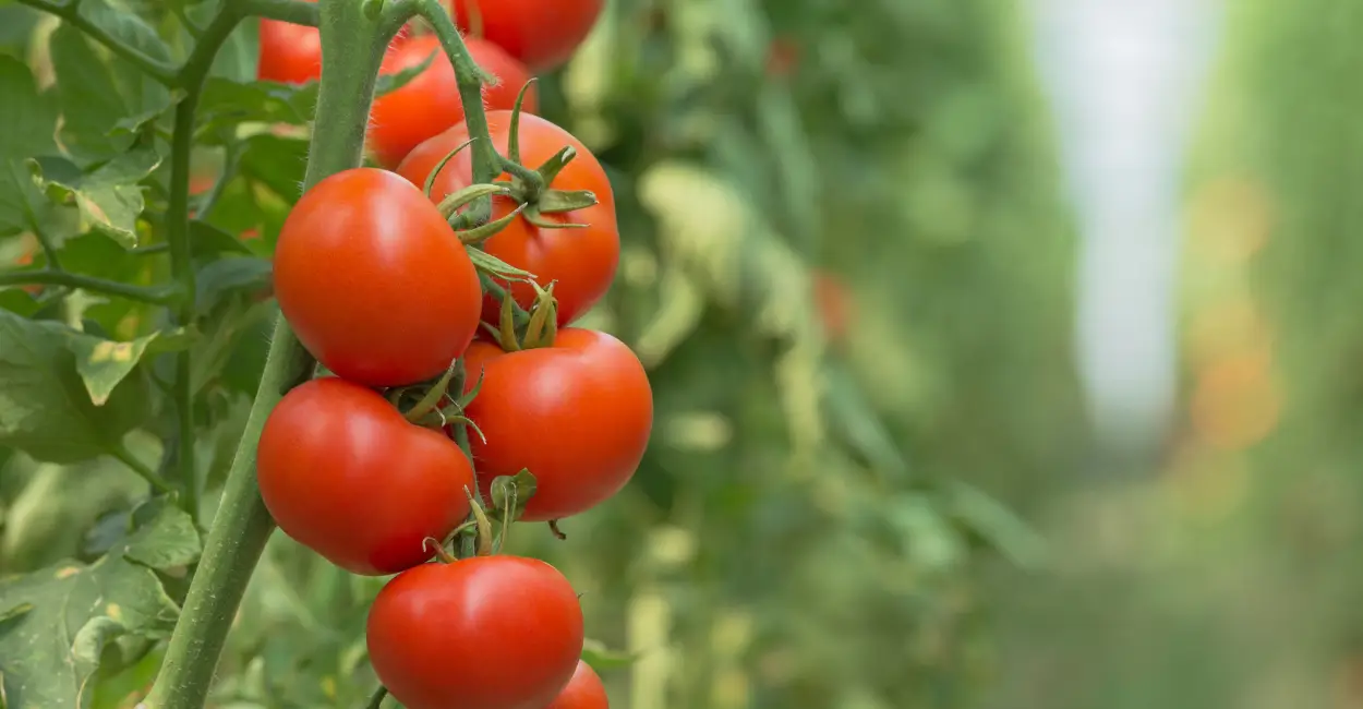 Aprenda como plantar tomate facilmente em vasos ou jardins. Dicas práticas, variedades ideais e segredos para uma colheita abundante!