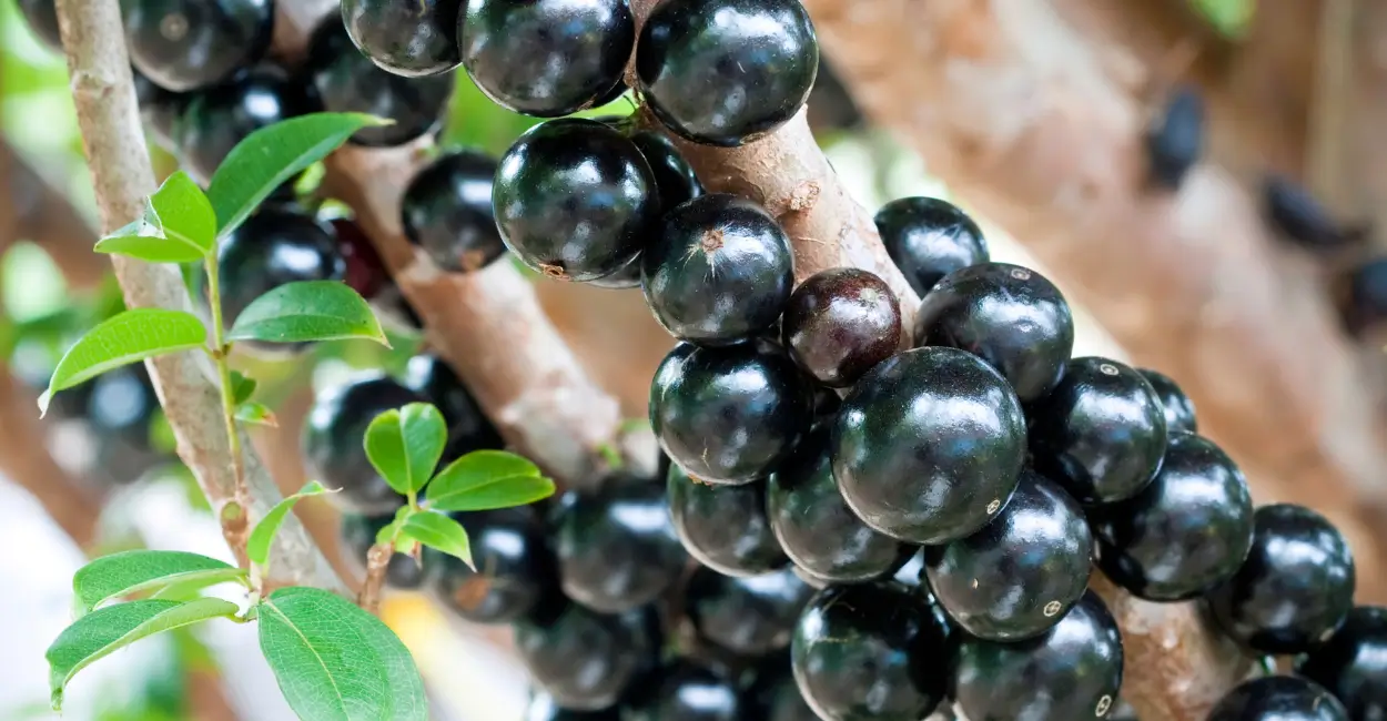 Cultivar jabuticaba: como ter uma árvore cheia de frutos no quintal